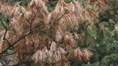 dead pine tree