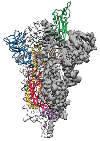 Revealing the Beauty of Protein Architecture through Cryo-EM Imaging